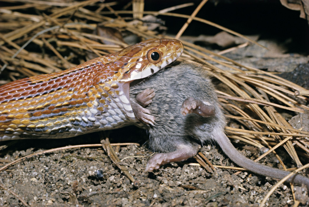 serpent dévorant une souris