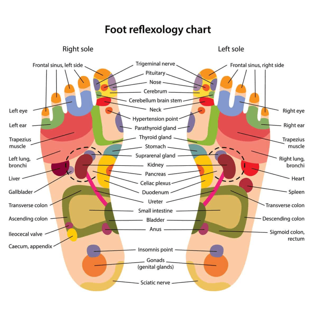 En réflexologie, chaque zone des pieds est liée avec des organes du corps par des canaux d'énergie.