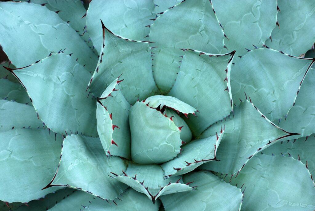 L'aloe vera est une plante reconnu pour des propriétés hydratantes