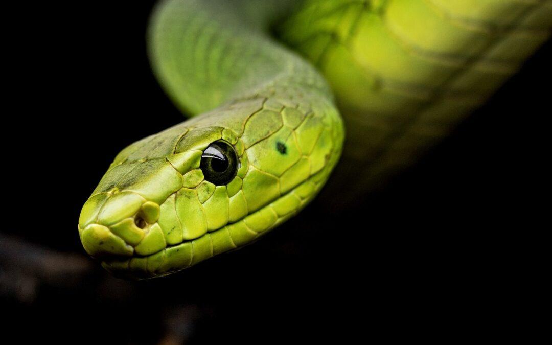 Journée mondiale des serpents : 5 raisons qui devraient vous pousser à arrêter de les détester !