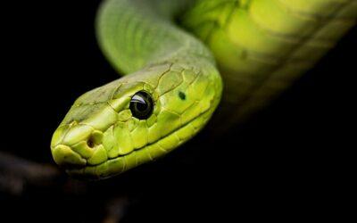 Journée mondiale des serpents : 5 raisons qui devraient vous pousser à arrêter de les détester !