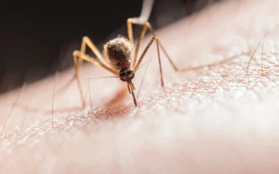 Éviter les piqûres de moustiques : les astuces naturelles qui fonctionnent !